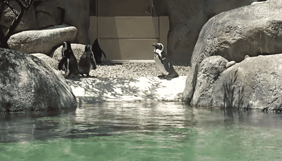 Penquins at the Zoo