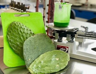 The nopal cactus sitting on table with blender in the background